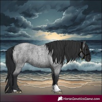 Horse Color:Blue Roan