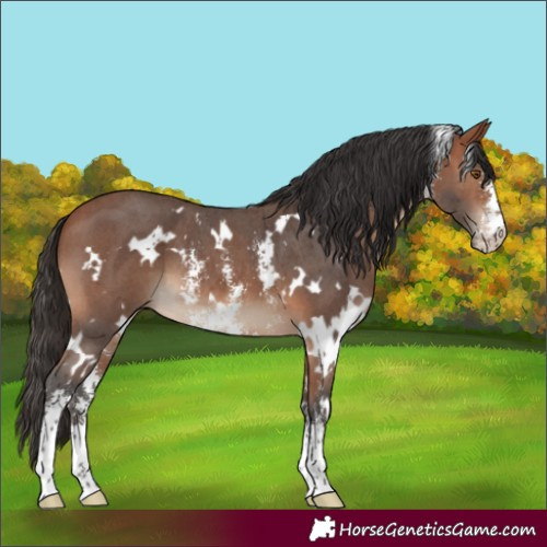 Horse Color:White Spotted Bay Sabino 