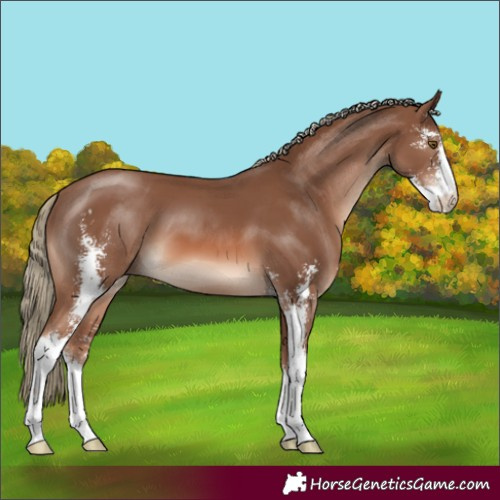 Horse Color:Chestnut Mushroom Sabino 