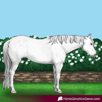 Horse Color:Gray Brown Dun Sabino