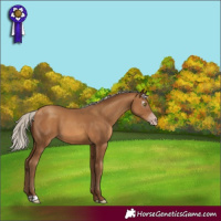 Horse Color:Gray Silver Amber Champagne 