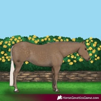 Horse Color:Silver Smoky Black 