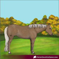 Horse Color:Silver Smoky Black 