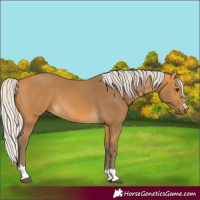 Horse Color:Silver Buckskin 