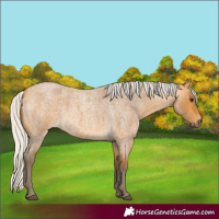 Horse Color:Silver Buckskin Roan 