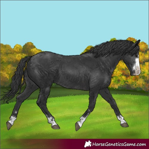 Horse Color:Black 