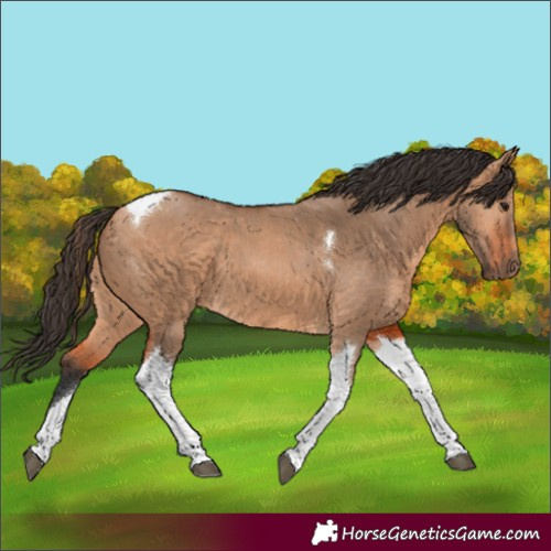 Horse Color:Bay Dun Tobiano