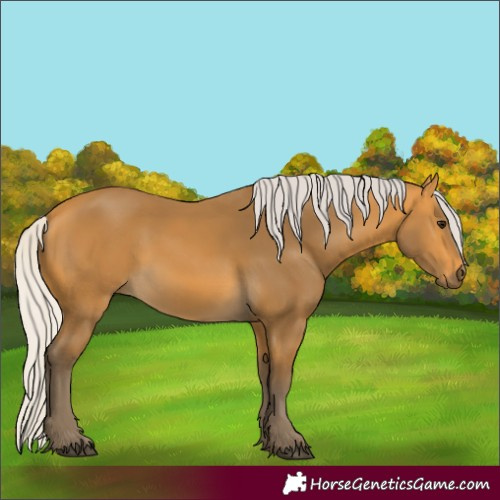 Horse Color:Silver Buckskin 