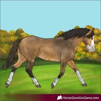 Horse Color:Buckskin Splash 