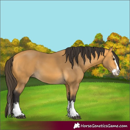 Horse Color:Buckskin Splash 
