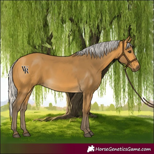 Horse Color:Silver Buckskin 