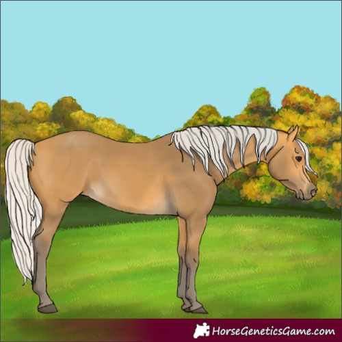 Horse Color:Silver Buckskin 