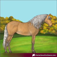 Horse Color:Silver Buckskin 