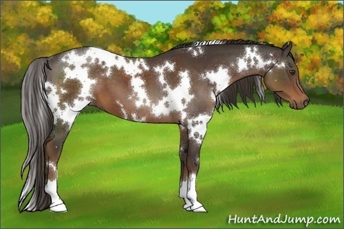 Horse Color:White Spotted Liver Chestnut 