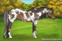 Horse Color:White Spotted Liver Chestnut 