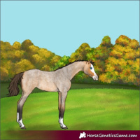 Horse Color:Buckskin Roan Splash