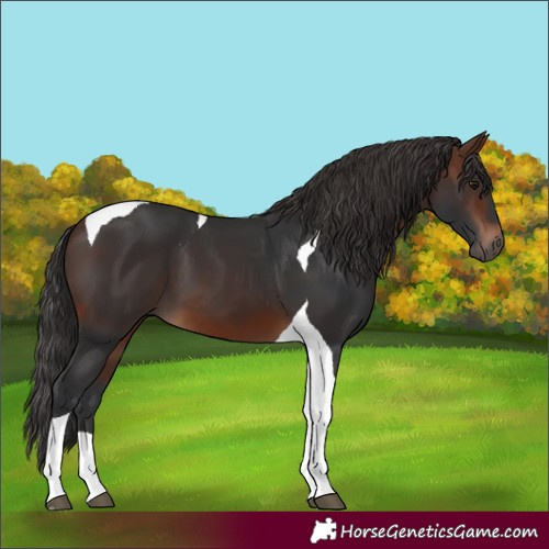 Horse Color:Brown Tobiano 