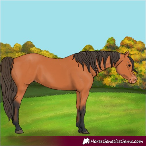 Horse Color:Bay Appaloosa 