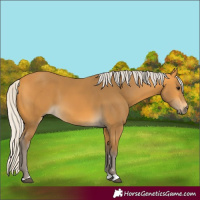 Horse Color:Silver Buckskin 