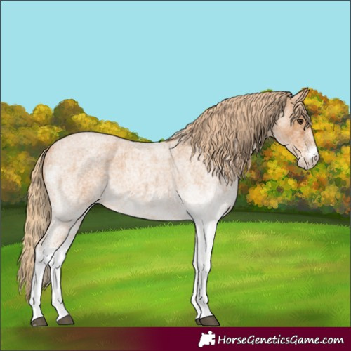 Horse Color:White Spotted Red Roan 