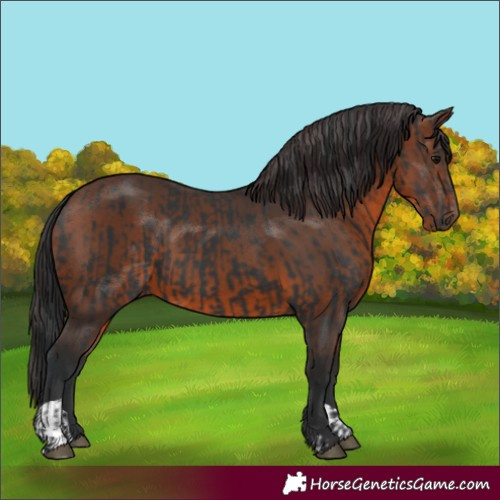 Horse Color:Black and Brown