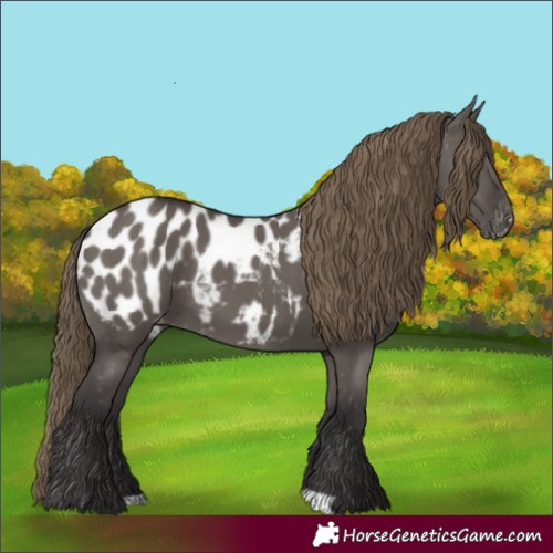 Horse Color:Smoky Grullo Appaloosa
