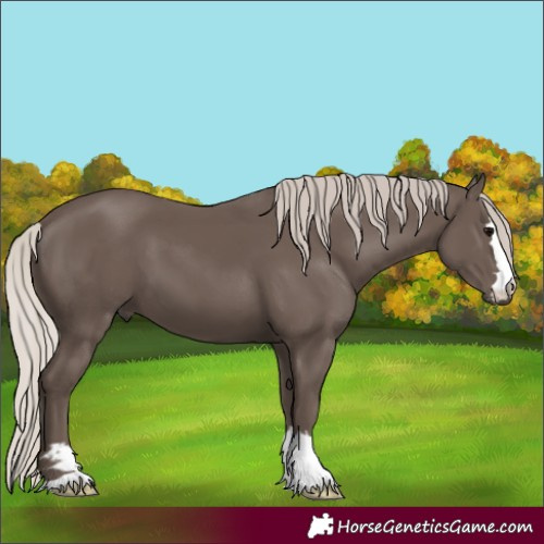 Horse Color:Silver Black 