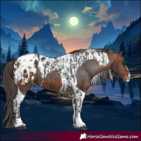 Horse Color:Black Tobiano Appaloosa  and Bay Tobiano Appaloosa 