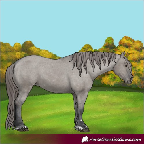 Horse Color:Grullo Varnish