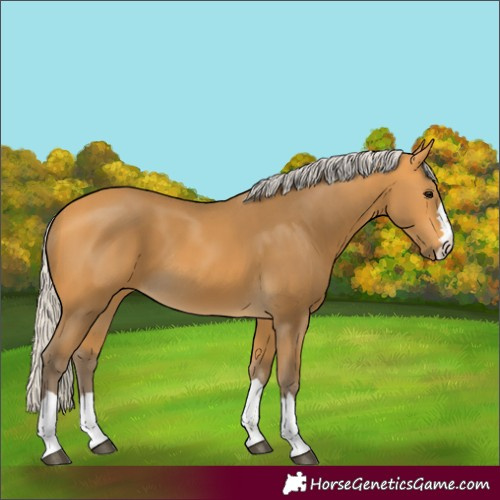Horse Color:Silver Buckskin 