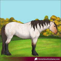 Horse Color:Bay Roan Dun 