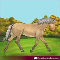 Horse Color:Silver Buckskin Dun