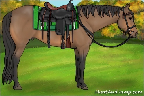 Horse Color:Buckskin 