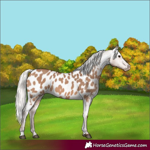 Horse Color:Silver Brown Dun Near Leopard 