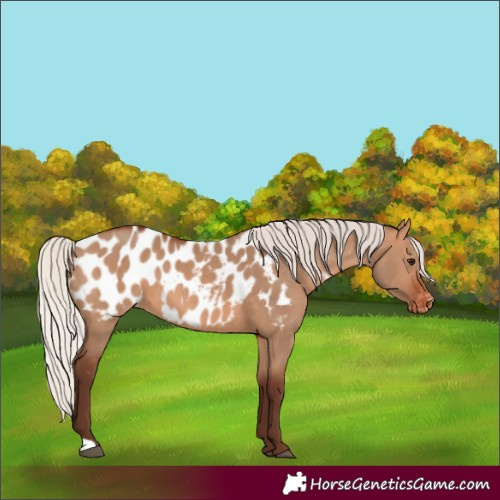 Horse Color:Silver Brown Dun Appaloosa