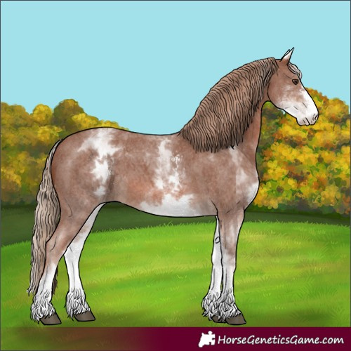 Horse Color:White Spotted Chestnut Sabino 
