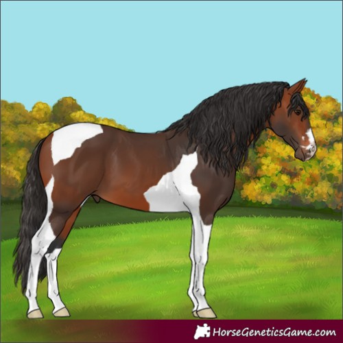 Horse Color:Bay Tobiano 