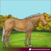 Horse Color:Silver Buckskin 