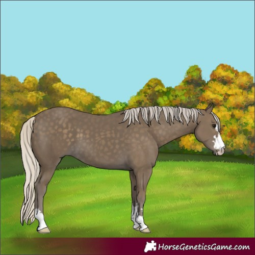 Horse Color:Silver Smoky Black 