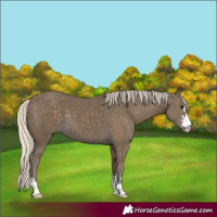Horse Color:Silver Smoky Black 