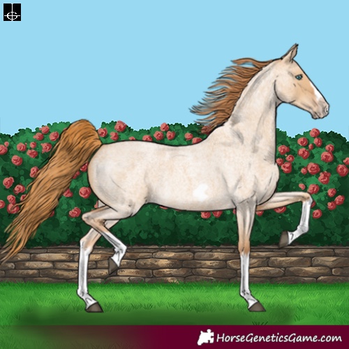 Horse Color:Red Dun Roan Splash Frame Rabicano 