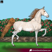 Horse Color:Red Dun Roan Splash Frame Rabicano 