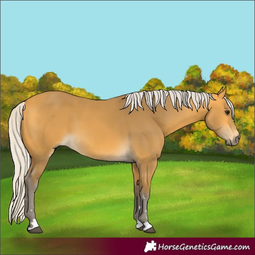 Horse Color:Silver Buckskin 