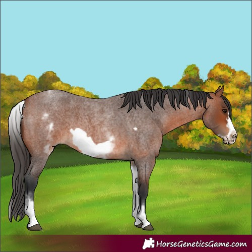 Horse Color:Unknown 