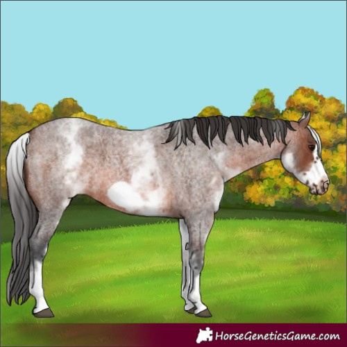 Horse Color:White Spotted Brown Roan Frame 