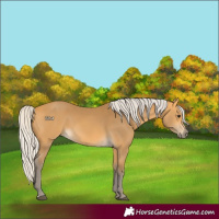 Horse Color:Silver Buckskin 