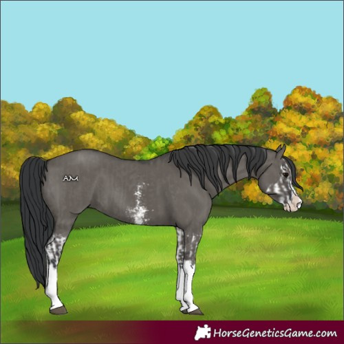 Horse Color:Grullo Sabino Splash  and Grullo Sabino Splash 