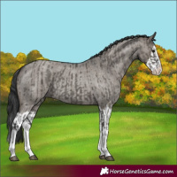 Horse Color:Grullo Sabino Splash  and Grullo Roan Splash 