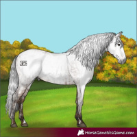Horse Color:Gray Bay  and Gray Amber Champagne 