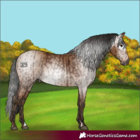 Horse Color:Gray Bay  and Gray Amber Champagne 